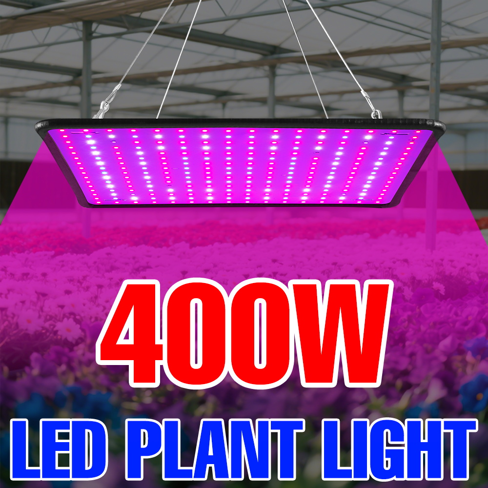 400W LED Grow Light Full Spect – Echeveria Succulent Bewertung und Preis