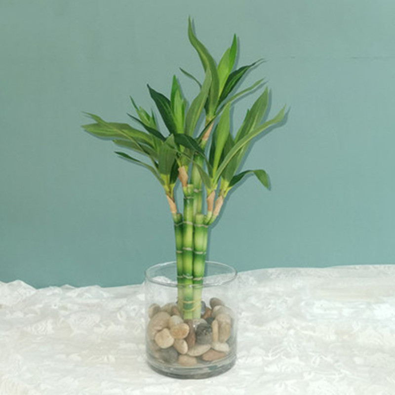 New 40cm rFtificial Lucky Bamb – Echeveria Succulent Bewertung und Preis