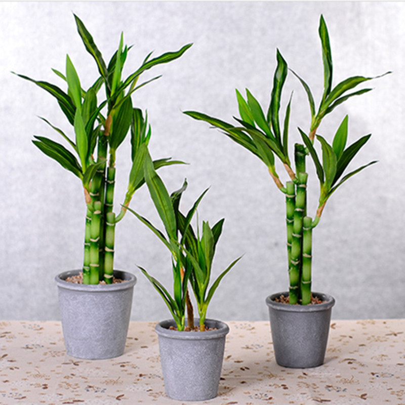 New 40cm rFtificial Lucky Bamb – Echeveria Succulent Bewertung und Preis