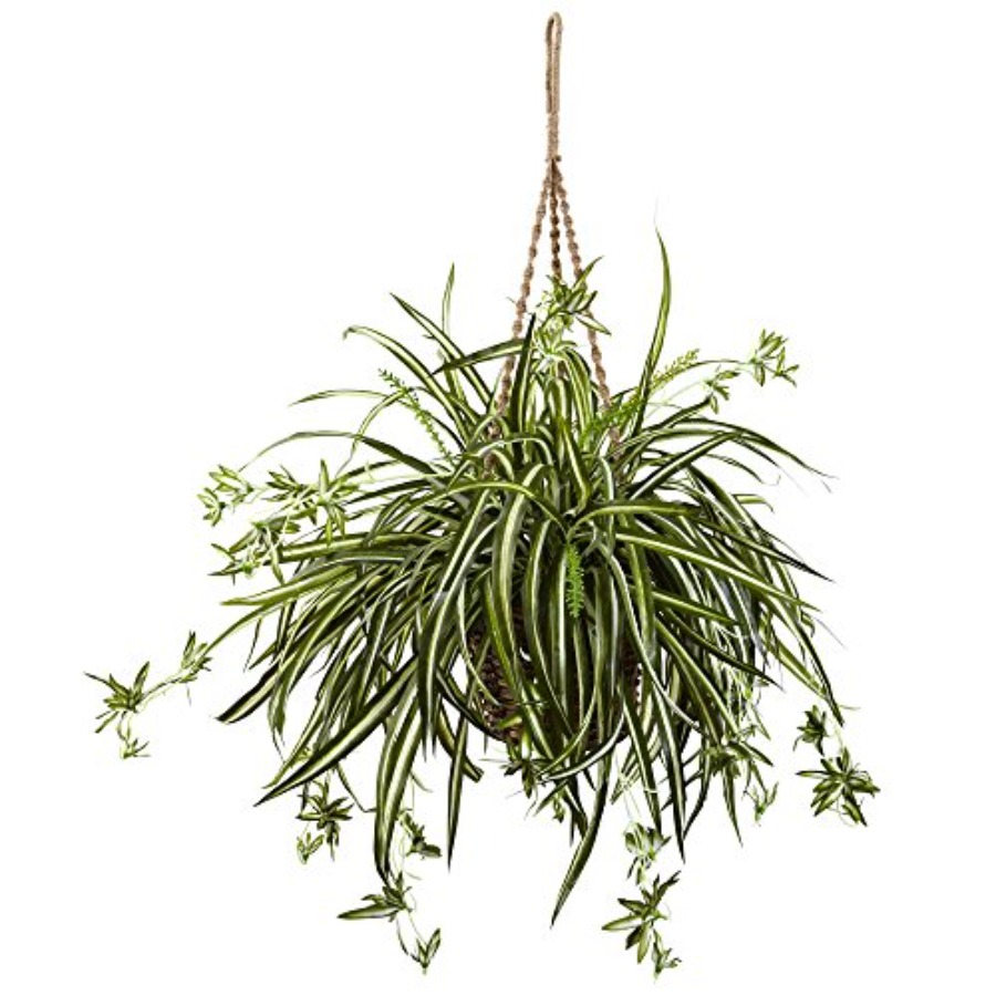 Spider Plant Hanging Basket – Spider Plant Hanging Bewertung und Preis