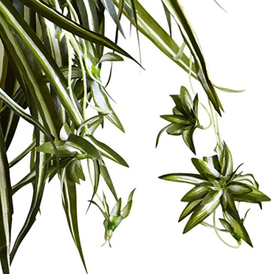Spider Plant Hanging Basket – Spider Plant Hanging Bewertung und Preis