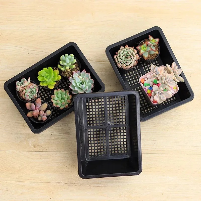 Succulent Plants Seedling Tray – Echeveria Succulent Bewertung und Preis