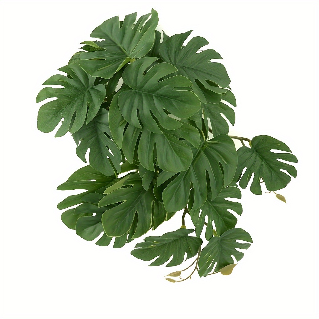 Reptile Plants for Terrarium A – Monstera Adansonii Bewertung und Preis