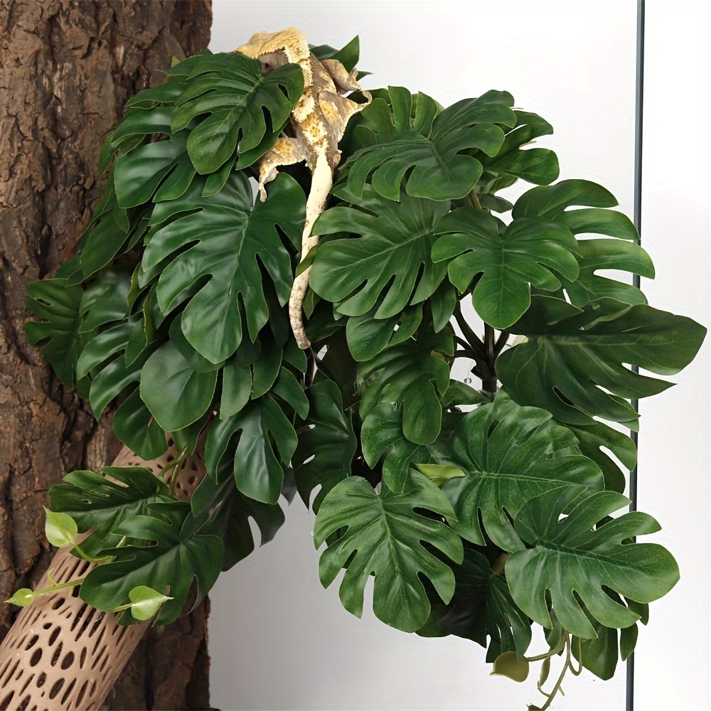 Reptile Plants for Terrarium A – Monstera Adansonii Bewertung und Preis