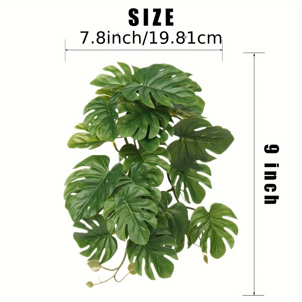 Reptile Plants for Terrarium A – Monstera Adansonii Bewertung und Preis