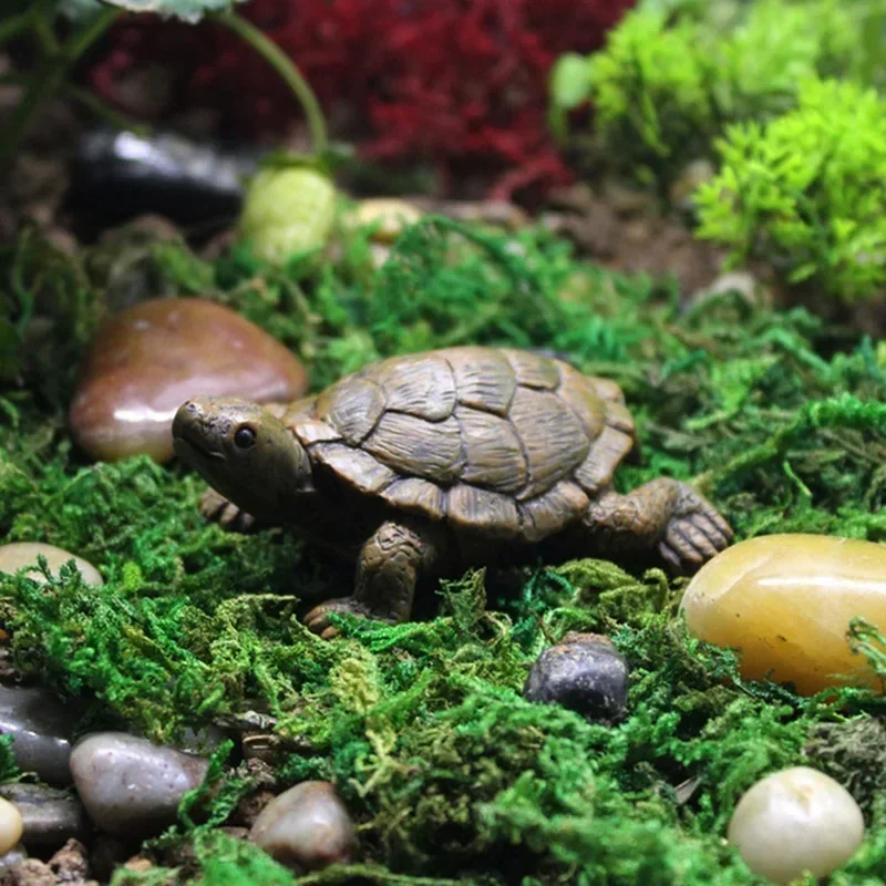 Simulation of Small Turtle Res – Echeveria Succulent Bewertung und Preis