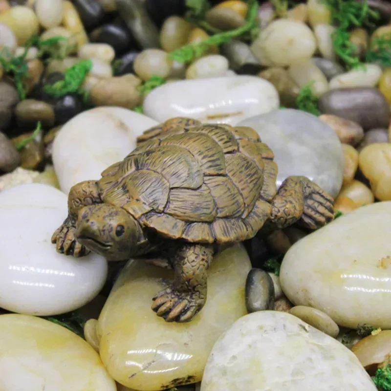 Simulation of Small Turtle Res – Echeveria Succulent Bewertung und Preis