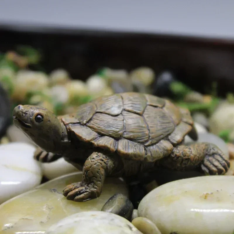 Simulation of Small Turtle Res – Echeveria Succulent Bewertung und Preis