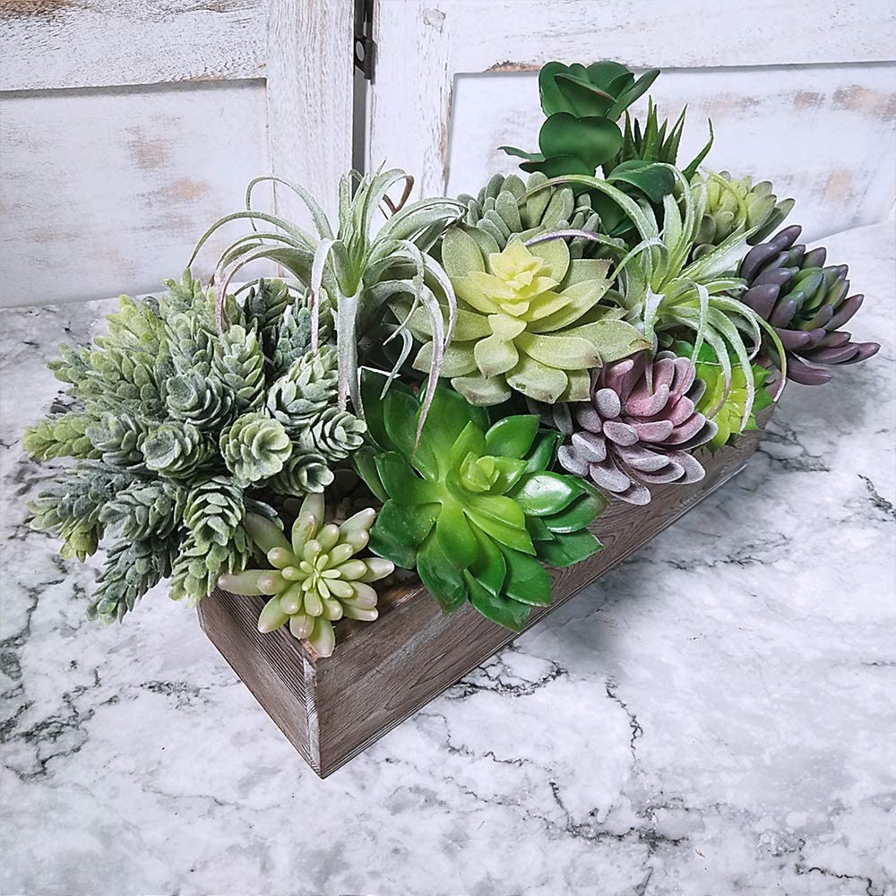 15 Pack Assorted Artificial Su – Echeveria Succulent Bewertung und Preis