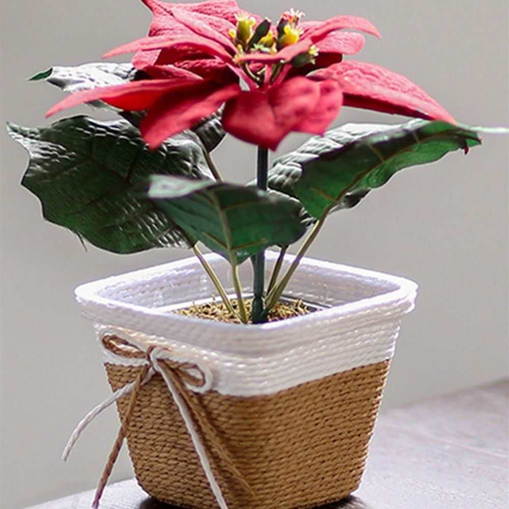 Paper Rope Braided Braided Flo – Aloe Vera Pot Bewertung und Preis
