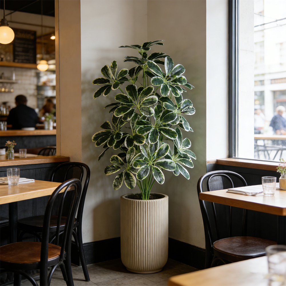 50-75cm Artifficial Maranta Pl – Dracaena Marginata Bewertung und Preis