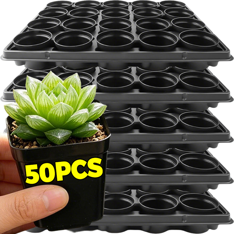 10/50Pcs Square Succulent Plas – Echeveria Succulent Bewertung und Preis