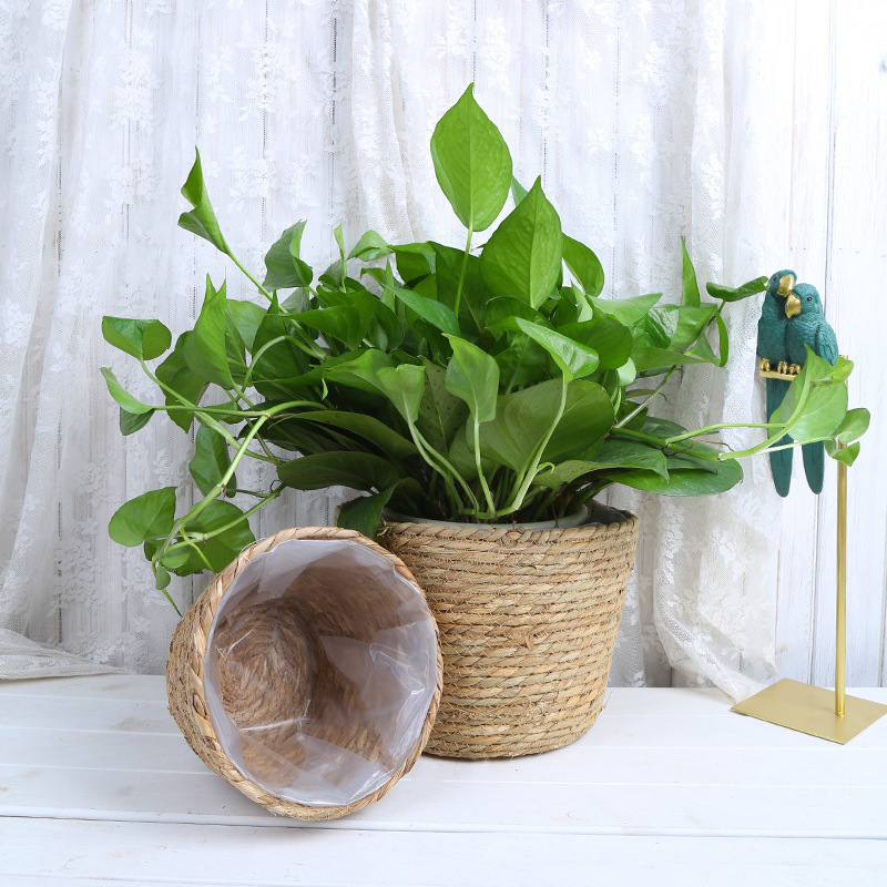 Straw Weaving Flower Plant Pot – Aloe Vera Pot Bewertung und Preis