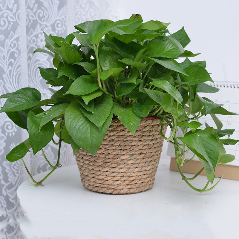 Straw Weaving Flower Plant Pot – Aloe Vera Pot Bewertung und Preis