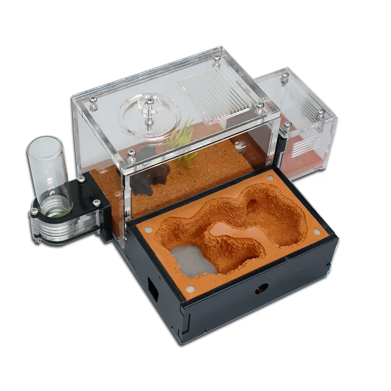 Yellow Soil Ant Farm with Exte – Begonia Rex Bewertung und Preis