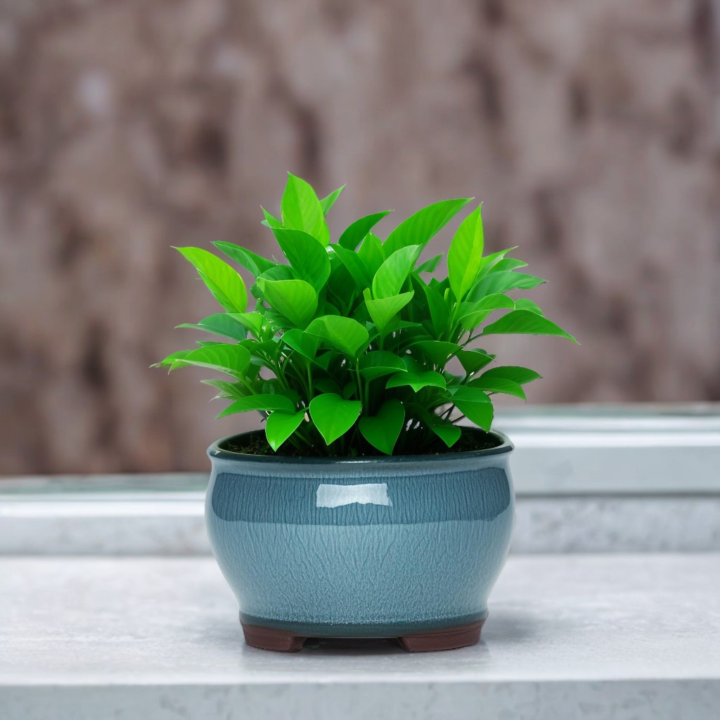 Ceramic Garden Planter Pots Ce – Aloe Vera Pot Bewertung und Preis