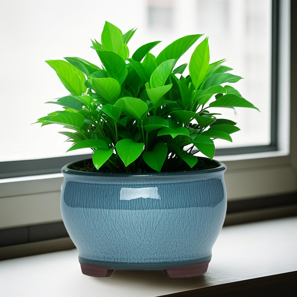Ceramic Garden Planter Pots Ce – Aloe Vera Pot Bewertung und Preis